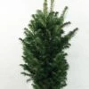 Abies Alba Pyramidalis - Sapin Blanc Nain -Promos Feullisia Magasin Abies alba Pyramidalis 606002 1