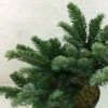 Abies Amabilis Spreading Star - Sapin Gracieux Nain -Promos Feullisia Magasin Abies amabilis Spreading Star 607002 1