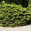 Abies Balsamea Nana - Sapin Baumier Nain -Promos Feullisia Magasin Abies balsamea Nana 0608002 1