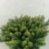Abies Koreana Luminetta - Sapin De Corée Nain -Promos Feullisia Magasin Abies koreana Luminetta 611002 1