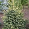 Sapin D'Espagne Doré - Abies Pinsapo Aurea -Promos Feullisia Magasin Abies pinsapo Aurea 89183 1