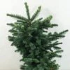 Sapin Noble - Abies Procera Bizarro -Promos Feullisia Magasin Abies procera Bizarro 616002 1