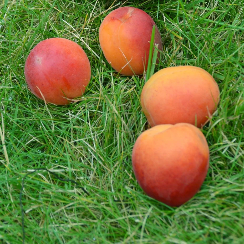 Abricotier Rouge Tardif Delbard - Georges Delbard 3 Abricotier Rouge Tardif Delbard - Georges Delbard