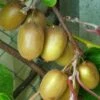 Kiwi Hayward (femelle) - Actinidia Deliciosa 1 Kiwi Hayward (femelle) - Actinidia Deliciosa -Promos Feullisia Magasin Actinidia Deliciosa Hayward femelle 781291 1