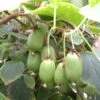 Kiwi Arguta Issai (autofertile) - Kiwaï - Actinidia Arguta -Promos Feullisia Magasin Actinidia Issai 42856 1