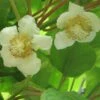 Kiwi Tomuri (mâle) - Actinidia Deliciosa -Promos Feullisia Magasin Actinidia deliciosa Tomuri 80722 FL