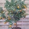 Calamondin - Citrus Madurensis (mitis) 2 Calamondin - Citrus Madurensis (mitis) -Promos Feullisia Magasin Agrume Calamondin 79065 1