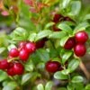 Airelle Rouge Red Pearl - Vaccinium Vitis-idaea -Promos Feullisia Magasin Airelle rouge Red Pearl Vaccinium vitis idaea copyright 1010511 1