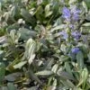 Ajuga Noble Nightingale - Bugle Rampante -Promos Feullisia Magasin Ajuga Noble Nighlingale IF 17604 1