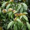 Amandier Nain Autofertile Fruit Me Almond Me - Prunus Dulcis 1 Amandier Nain Autofertile Fruit Me Almond Me - Prunus Dulcis -Promos Feullisia Magasin Amandier nain autofertile Fruit me Almond me Prunus dulcis copyright 16221 1