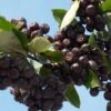 Aronia Prunifolia Nero - Aronie à Gros Fruits. -Promos Feullisia Magasin Aronia prunifolia Nero 85481 1