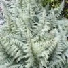Athyrium Ghost - Fougère Femelle Hybride -Promos Feullisia Magasin Athyrium Ghost Fougere femelle hybride IF 17123 1