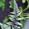 Athyrium Niponicum Pictum Metallicum - Fougère Femelle Japonaise -Promos Feullisia Magasin Athyrium niponicum pictum Metallicum Fougere femelle japonaise 16532 1