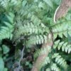 Athyrium Otophorum Var. Okanum - Fougère Femelle Du Japon -Promos Feullisia Magasin Athyrium otophorum var okanum 8753 1