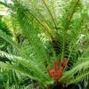 Blechnum Brasiliense Volcano 1 Blechnum Brasiliense Volcano -Promos Feullisia Magasin Blechnum brasiliense Volcano 89864 1