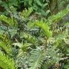 Blechnum Chilense -Promos Feullisia Magasin Blechnum chilense 89866 1