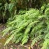 Blechnum Novae-zelandiae -Promos Feullisia Magasin Blechnum novae 89865 1
