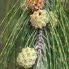 Casuarina Equisetifolia - Filao, Pin Australien 1 Casuarina Equisetifolia - Filao, Pin Australien -Promos Feullisia Magasin Casuarina equisetifolia Filao Pin australien copyright 18485 1