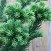 Cèdre Du Japon Dinger - Cryptomeria Japonica -Promos Feullisia Magasin Cedre du Japon Dinger Cryptomeria japonica IF 19062 1