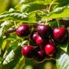 Cerisier Nain Fruit Me Cherry Me Lapins 2 Cerisier Nain Fruit Me Cherry Me Lapins -Promos Feullisia Magasin Cerisier nain Fruit me Cherry Me Lapins copyright 18646 1