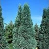 Chamaecyparis Lawsoniana Alumii - Cyprès De Lawson -Promos Feullisia Magasin Chamaecyparis lawsoniana Alumii 87923 1