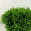Chamaecyparis Lawsoniana Green Globe - Cyprès De Lawson Nain -Promos Feullisia Magasin Chamaecyparis lawsoniana Green Globe 620002 1