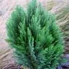 Chamaecyparis Law.Minima Glauca - Faux Cyprès -Promos Feullisia Magasin Chamaecyparis lawsoniana Minima Glauca 80011 1