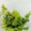Chamaecyparis Obtusa Aurea - Faux Cyprès Hinoki Du Japon -Promos Feullisia Magasin Chamaecyparis obtusa Aurea 625002 1
