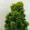 Chamaecyparis Obtusa Aurora - Faux Cyprès Hinoki Du Japon Nain 1 Chamaecyparis Obtusa Aurora - Faux Cyprès Hinoki Du Japon Nain -Promos Feullisia Magasin Chamaecyparis obtusa Aurora 626002 1
