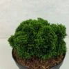 Faux Cyprès Du Japon - Chamaecyparis Obtusa Juniperoides -Promos Feullisia Magasin Chamaecyparis obtusa Juniperoides 630002 1