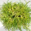 Chamaecyparis Obtusa Kamarachiba - Faux Cyprès Hinoki Du Japon -Promos Feullisia Magasin Chamaecyparis obtusa Kamarachiba 631002 1