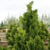 Chamaecyparis Obtusa Nana Gracilis - Faux Cyprès Du Japon -Promos Feullisia Magasin Chamaecyparis obtusa Nana Gracilis 0633002 1