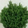 Chamaecyparis Obtusa Wissel - Faux Cyprès Hinoki Du Japon -Promos Feullisia Magasin Chamaecyparis obtusa Wissel 637002 1