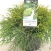 Chamaecyparis Pisifera Filifera Nana - Cyprès Sawara -Promos Feullisia Magasin Chamaecyparis pisifera Filifera Nana 640002 1