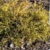 Cyprès Sawara - Chamaecyparis Pisifera Sungold -Promos Feullisia Magasin Chamaecyparis pisifera Sungold 0646002 1