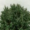 Chamaecyparis Thyoides Blue Rock 1 Chamaecyparis Thyoides Blue Rock -Promos Feullisia Magasin Chamaecyparis thyoides Versent Blue Rock 648002 1