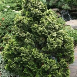 Cyprès Hinoki Du Japon - Chamaecyparis Obtusa Nana Aurea