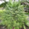 Chamaerops Humilis - Palmier Nain 1 Chamaerops Humilis - Palmier Nain -Promos Feullisia Magasin Chamaerops humilis 832532 1