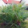Chamaerops Humilis Cerifera - Palmier Nain Bleuté -Promos Feullisia Magasin Chamaerops humilis Cerifera 82193 1