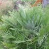 Chamaerops Humilis Compacta - Palmier Nain -Promos Feullisia Magasin Chamaerops humilis Compacta 83256 1