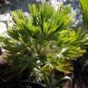 Chamaerops Humilis Vulcano - Palmier Nain -Promos Feullisia Magasin Chamaerops humilis Vulcano 82194 1