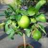 Pamplemousse (Pomelo) - Citrus (x) Paradisi 1 Pamplemousse (Pomelo) - Citrus (x) Paradisi -Promos Feullisia Magasin Citrus x paradisi 83410 1