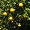 Citrus Ichangensis - Ichang Papeda -Promos Feullisia Magasin Citrus ichangensis 83267 1