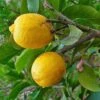 Cédratier - Citrus Medica 2 Cédratier - Citrus Medica -Promos Feullisia Magasin Citrus medica 87374 1