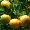 Mandarinier - Citrus Reticulata Keraji -Promos Feullisia Magasin Citrus reticulata Keraji 83270 1