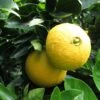 Oranger - Citrus Sinensis Washington Navel 2 Oranger - Citrus Sinensis Washington Navel -Promos Feullisia Magasin Citrus sinensis Washington Navel 85032 1