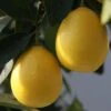 Limequat - Citrus X Floridana -Promos Feullisia Magasin Citrus x floridana 87045 1 1