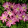 Clématite - Clematis Asao -Promos Feullisia Magasin Clematis Asao 87811 1
