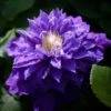 Clématite - Clematis Beauty Of Worcester -Promos Feullisia Magasin Clematis Beauty Of Worcester 100903 1