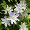 Clématite - Clematis Etoile Nacrée -Promos Feullisia Magasin Clematis Etoile Nacree 87833 1